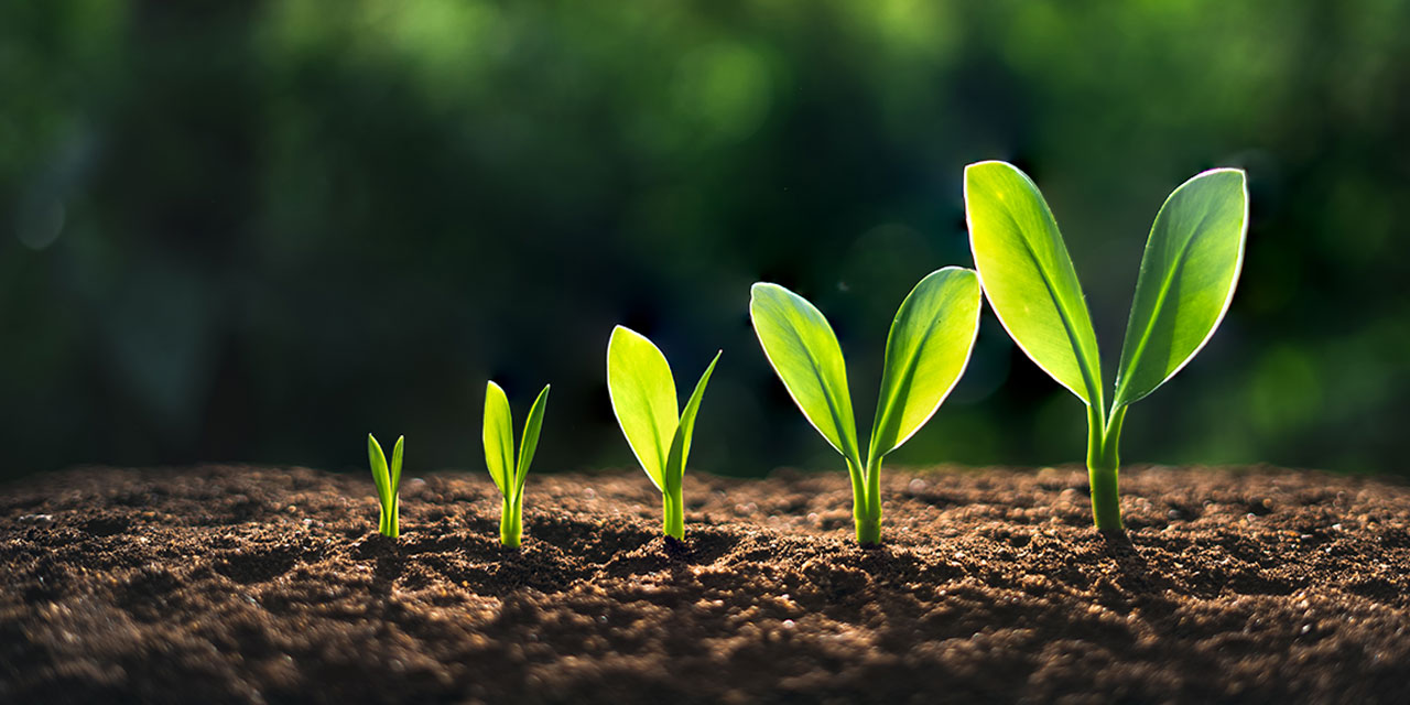 The Fragrance of Inner Growth