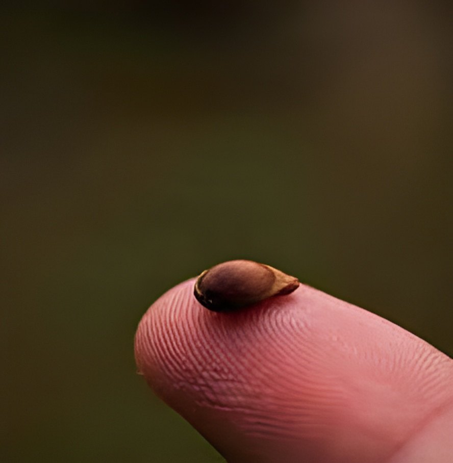 The Quiet Seeds Within Us